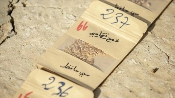 Tunuslu çiftçi ithal tohum bağımlılığına karşı yerel tohumlara "can" veriyor