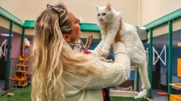 Van kedisi, Dünya Kediler Günü'nde de ilgi odağı oldu