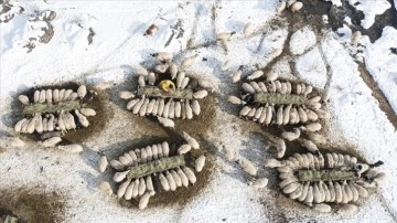 Van'da besiciler kar örtüsü üzerinde hayvanlarını besliyor
