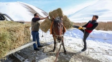 Van'da yaban keçileri için Pagan Dağı'na atlarla ot taşıdılar