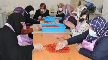Yozgatlı kadınlar, kurmuş oldukları kooperatifle lokal ürünlere bedel katıyor