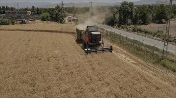 'Ziraat Okulu' öğrencileri ektikleri buğdayın hasadını yaptı